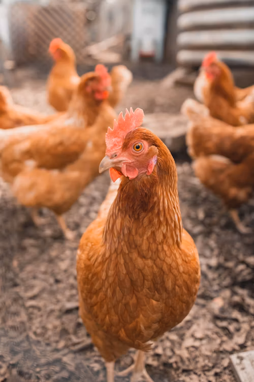Chickens in backyard
